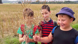 Raps (Fruchtstand)neu